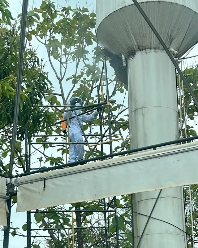 Técnico com roupa de apicultor no andaime, retirando o enxame preso embaixo da taça de uma caixa d'água